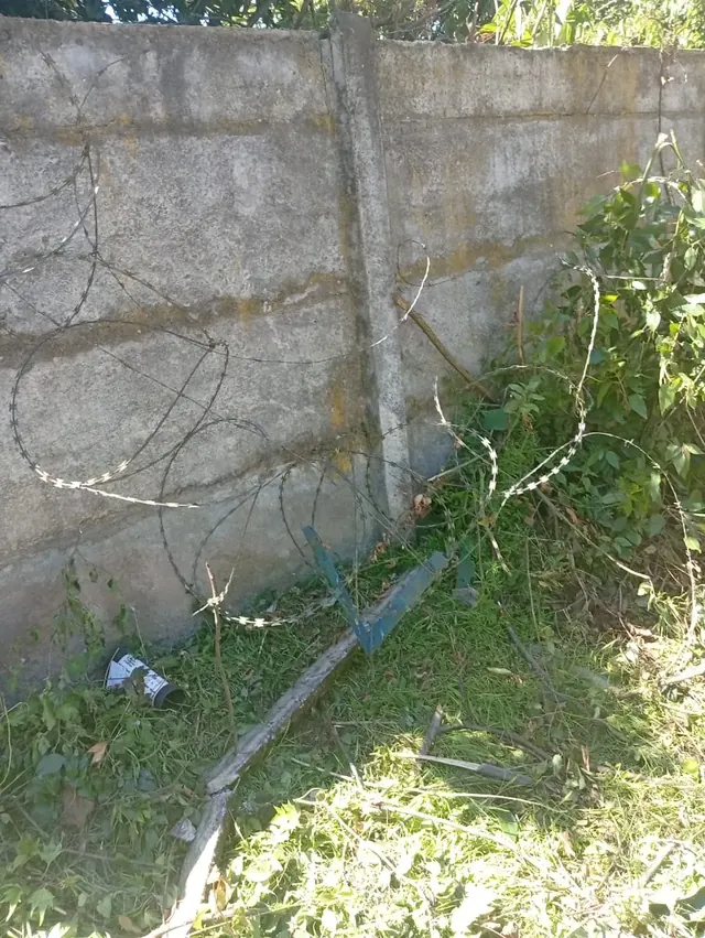 Muro perimetral cubierto por ramas y hojas antes del proceso de limpieza y refuerzo estructural. Muro de hormigón cubierto por vegetación densa previo a la limpieza perimetral.