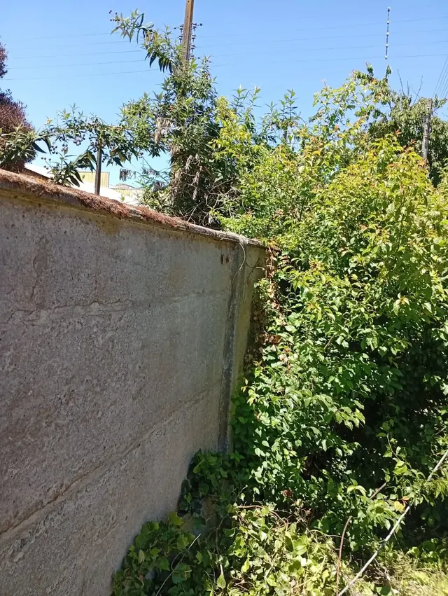 Vista del muro perimetral y zonas de vegetación antes de las labores de mantenimiento ejecutadas por Altos de Arauco. Muro perimetral con vegetación y tramos dañados antes del mantenimiento de seguridad.