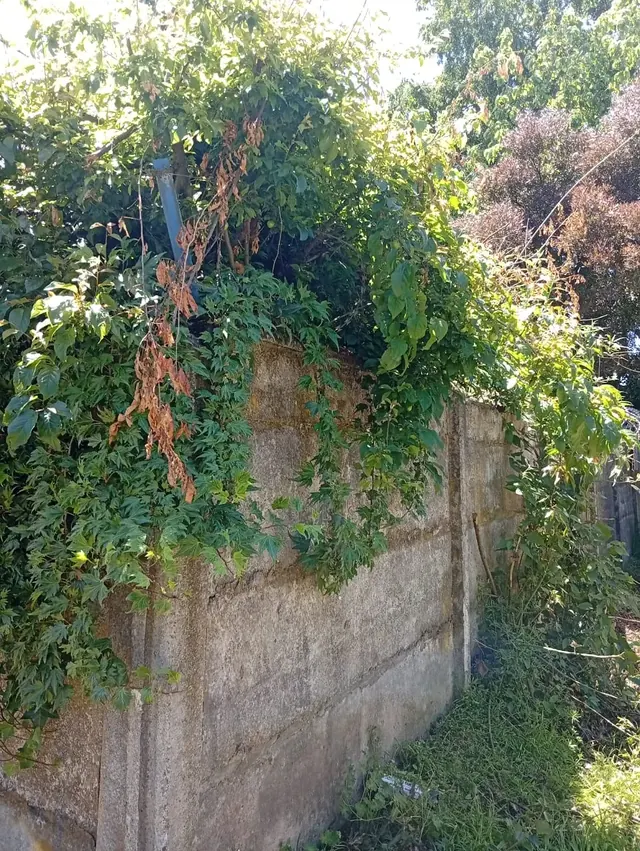 Retiro de concertina y ramas en mal estado como parte del mantenimiento del cierre perimetral de Frontel Nueva Imperial. Retiro de concertina oxidada y vegetación de muro perimetral en Frontel Nueva Imperial.